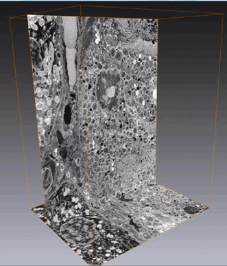 SBF Imaging &ndash; Using SEM and LM to Create High-Resolution 3-D Reconstructions