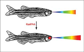 The Cyp27c1 enzyme converts vitamin A1 to vitamin A2, enhancing the ability of freshwater fish and amphibians to see red and IR light.