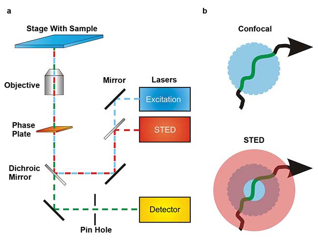 Schematic overview of a confocal microscope equipped with STED add-on.
