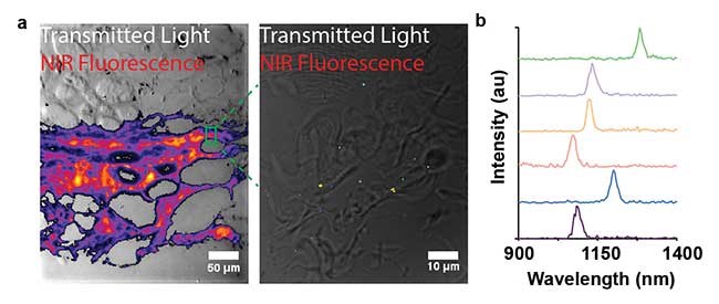 Hyperspectral Microscopy: A Powerful Technique for Multiplexed Imaging