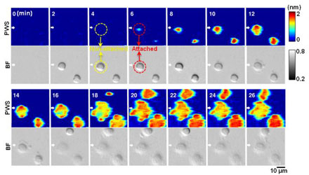 Univ Illinois PCEM label-free microscopy