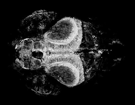 In vivo 6DPF zebrafish larvae expressing GCamp6 imaged using the Scientifica HyperScope.