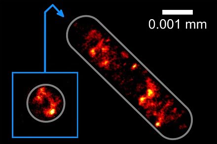 Optical Tractor Beam Traps Bacteria