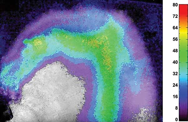 Black-and-white image of a piece of a Porites coral with the false color coded distribution of oxygen across the coral skeleton caused by the oxygen production due to photosynthesis of the algae living in the coral skeleton.