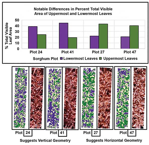 Drones with Multispectral Cameras Bring Efficiency to High-Throughput Plant Phenotyping