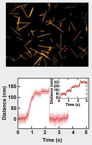 Optical Tweezers Bring Major Discoveries Within Grasp