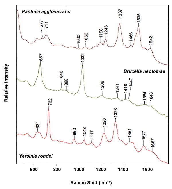 SERS spectra of three gram-negative bacteria: P. agglomerans, B. neotomae and Y. rohdei, illustrating the sensitivity of SERS to speciation. Reproduced with permission from J. Guicheteau and S.D. Christesen (2006). 