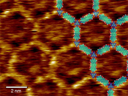 A scanning tunneling microscope image of the topography of melamine-linked terrylene-diimide molecules. 