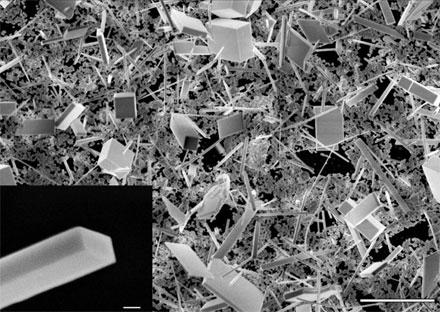 This scanning electron microscope image shows a collection of cesium lead bromide