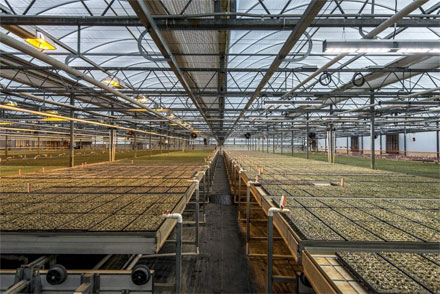 Organic herb producer, Shenandoah Growers has moved from high-pressure sodium lamps to HPS to Fluence VYPRx PLUS, an LED system by Fluence Bioengineering. 