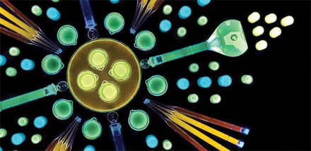Quantum dots from single enzyme