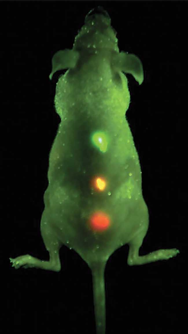 Sensitivity and multicolor capability of quantum dot (QD) imaging in live animals.