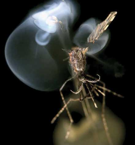 Intellectual Ventures Management LLC researchers concluded cost and safety concerns were ‘pushing against the use of higher power lasers’ to kill mosquitoes.