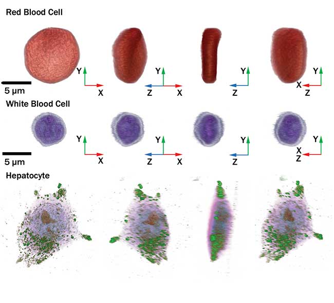 Cellular images captured by the HT-1 holographic microscope. 