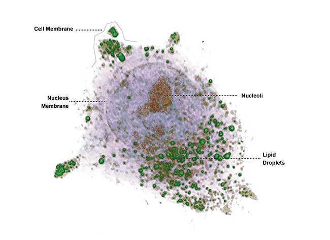 Hepatocyte detail captured by Tomocube Inc.’s HT-1 holographic microscope. 