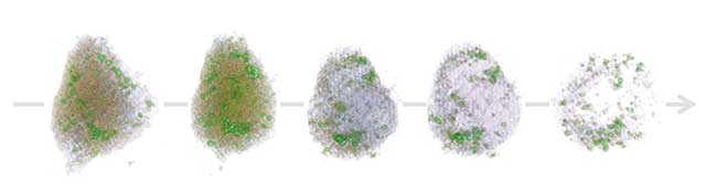 Hepatocyte in necrosis captured in 4D by the HT-1 holographic microscope.