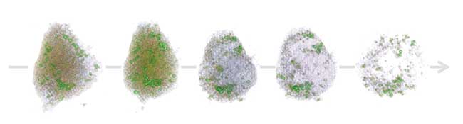 Hepatocyte in necrosis captured in 4D by the HT-1 holographic microscope. 