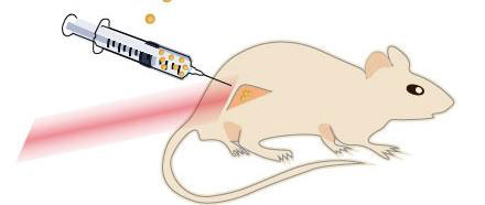 This drawing shows a mouse with a cancerous tumor on its hind leg.