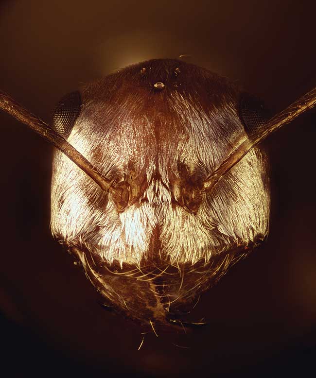 Head of a Saharan silver ant. 