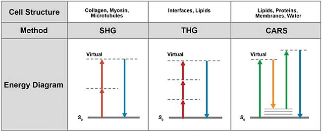 Depending on the type of cell structures, different nonlinear imaging methods are applicable.