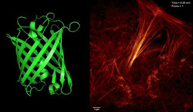Novel Monomer Enhances Resolution in Live-Cell Imaging