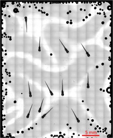 Real-Time Imaging of Fish Aboard the ISS Helps Study Changes in Bone Structure