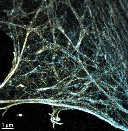 Actin cytoskeleton in part of a cell, imaged using 3D-STORM. 