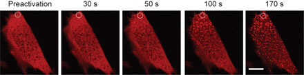 Optogenetics Tool Uses Light to Activate Control of Intracellular Phase Transitions
