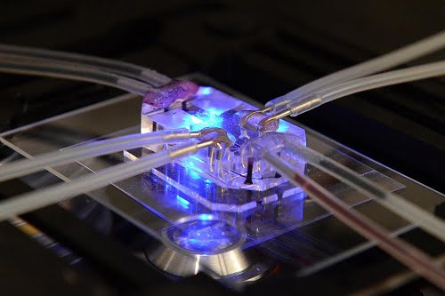 This lung-on-a-chip serves as an accurate model of human lungs to test for drug safety and efficacy. Courtesy of Wyss Institute for Biologically Inspired Engineering, Harvard University.