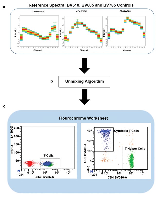 Individual dye spectra are recorded as reference controls and multicolor samples are recorded