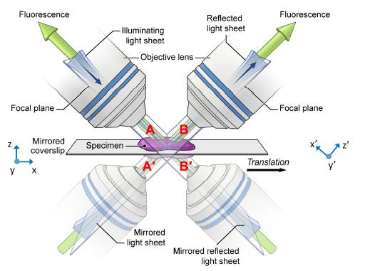 In this diagram, you can see how the mirrored coverslip allows for four simultaneous views. NBIB HROI lab.