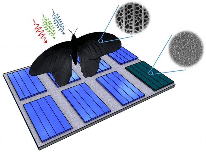 Bioinspired Approach Could Enhance Solar Cell Light Absorption by 200 Percent