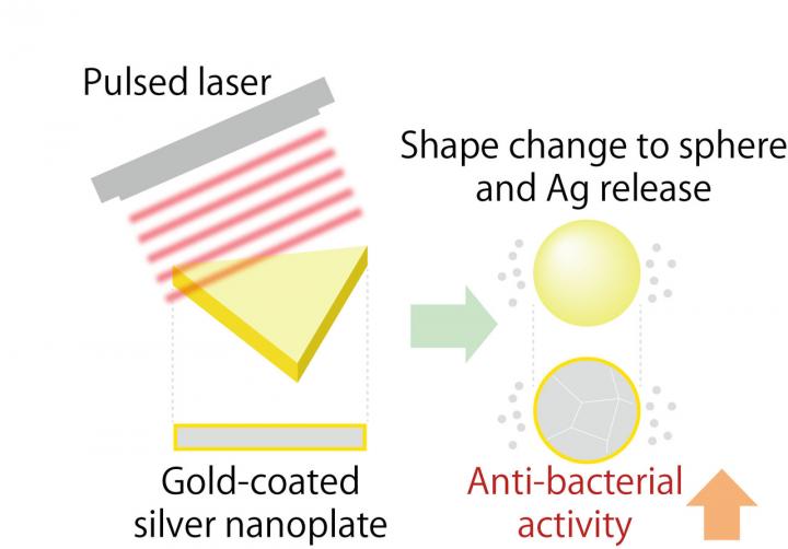 Gold-coated silver nanoplates, when irradiated with a pulse laser, retain antibacterial properties, Kumamoto University.