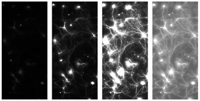 Four extracts of the same fluorescent image of a Calcium indicator in neurons