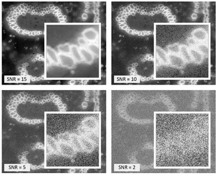 Four versions of a fluorescence image of a convallaria slice with different signal-to-noise-ratio settings