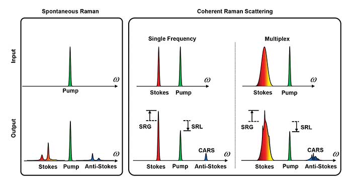 Spontaneous Raman spectroscopy (left) covers the entire molecular vibration and allows extraction of subtle compositional features by multivariate analysis. Coherent Raman microscopy (right) provides a speed advantage by focusing energy into either a single Raman band or into a defined spectral window for target molecules. 