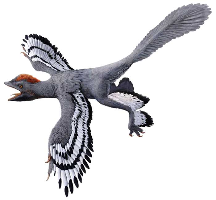 Revised artist’s rendition of Anchiornis using the new body outline laser-stimulated fluorescence data. 