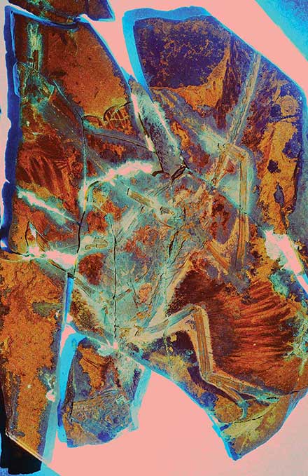 Laser-stimulated fluorescence image of the four-winged bird/dinosaur Anchiornis. 