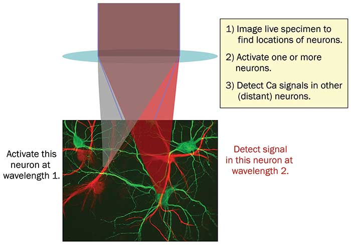 In all-optical physiology experiments with multiphoton lasers, neural activity can be manipulated and monitored at single neuron resolution. 
