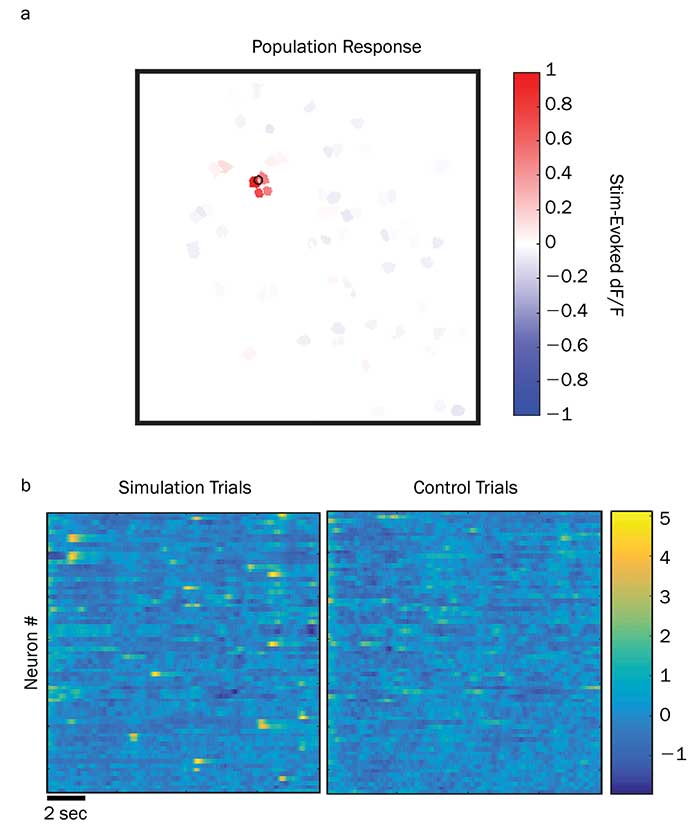 The results above come from a test study of holographic photostimulation pyramidal neurons in the live brain of a mouse during an active treadmill study.