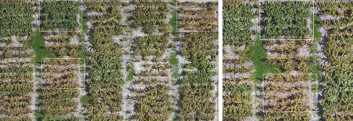 Comparing leaf rust disease images with visual ratings 1.5 and 8.5 (dead plants are rated a 10) on two varieties of corn in Corpus Christi, Texas, taken from a UAV. 