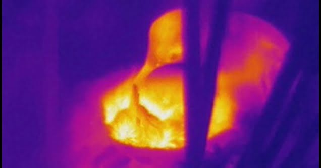 Thermal Imaging helps Unlock Secrets of Hummingbird Energy Usage