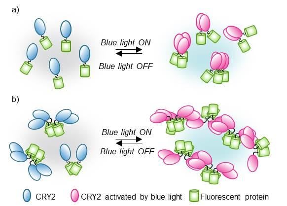 CRY2clust optogenetics tool, IBS.