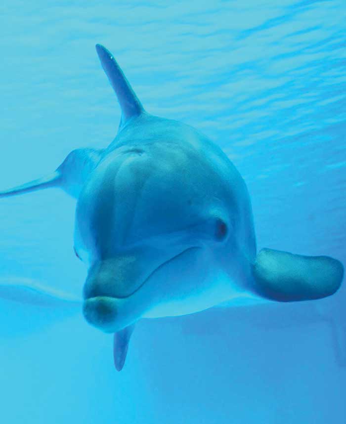 A dolphin at the National Aquarium. 