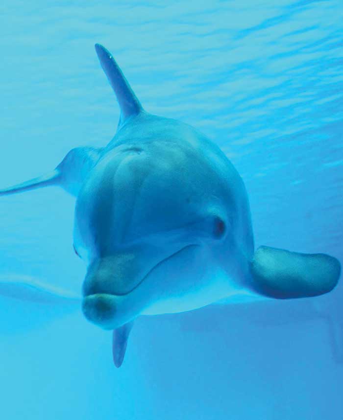 A dolphin at the National Aquarium.