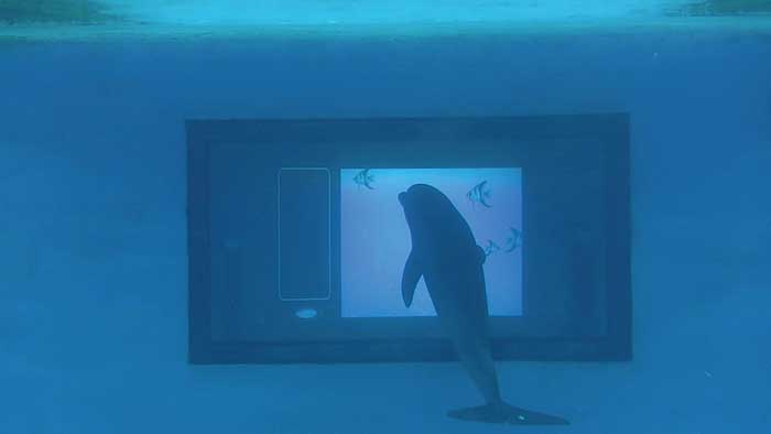 The eight-foot underwater touchscreen enables dolphins to optically interact with the system.