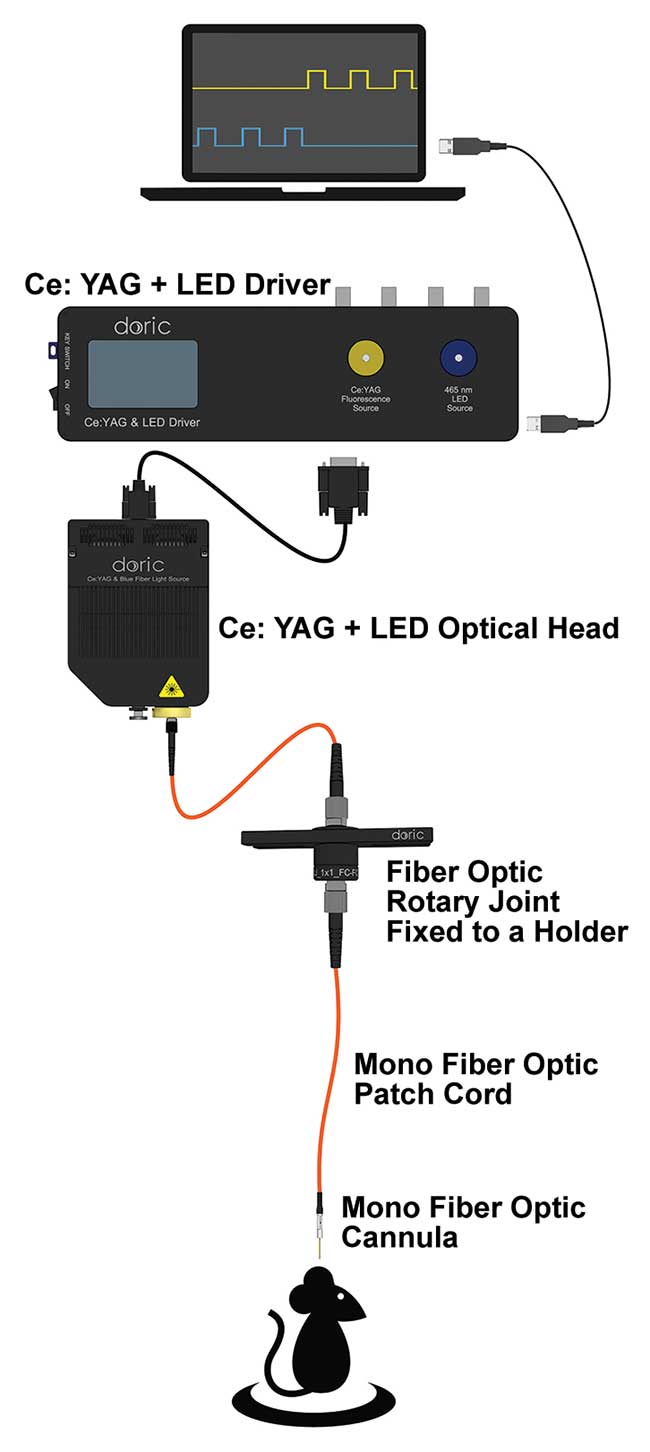 Two-color optogenetics stimulation with a Ce:YAG and LED fiber light source. 