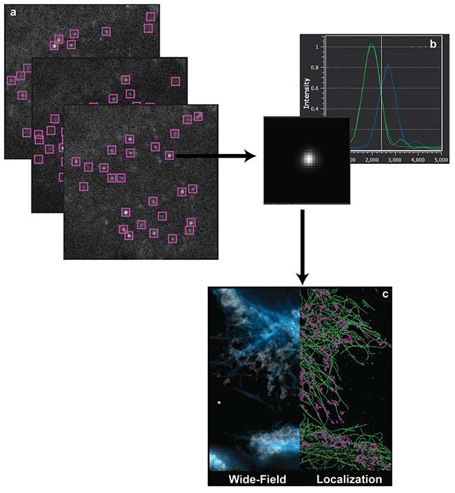  Single-molecule localization microscopy