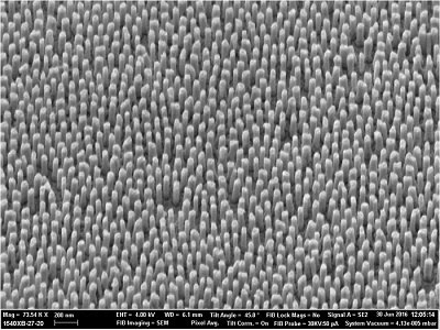 Scanning electron microscope image of the sample surface. Courtesy of King’s College London.