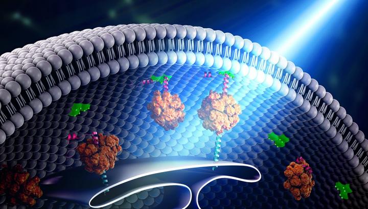 Optogenetics Controls Interorganellar Communication at Nanoscale